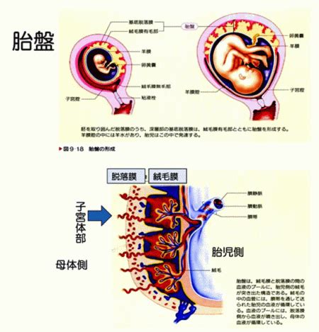 胎盤形成時期